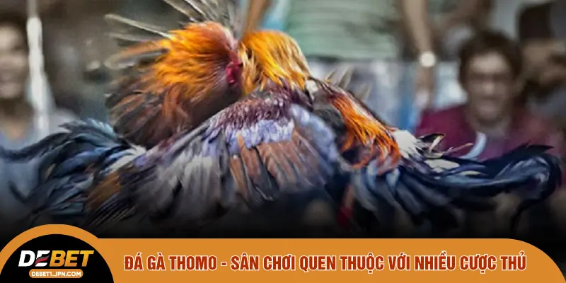 Đá gà Thomo - Sân chơi quen thuộc với nhiều cược thủ